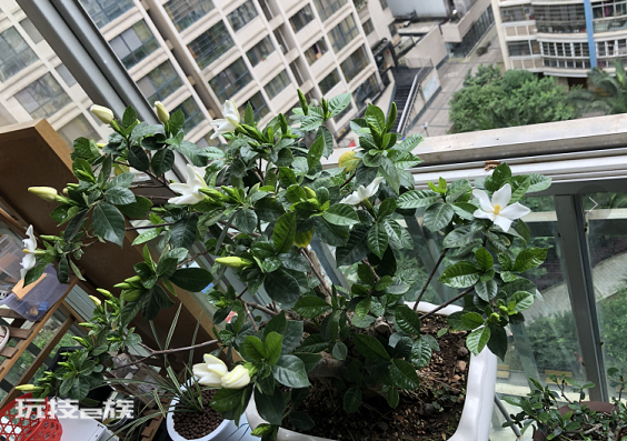 什么花喜欢啤酒浇花(3种花喜欢用啤酒浇灌)-图片2